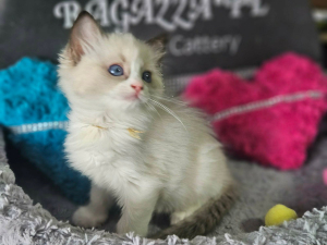 female 
 seal bicolour