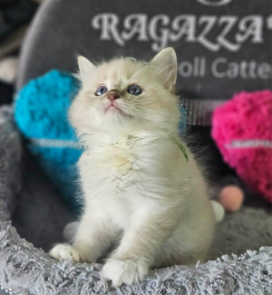 male
 seal mitted lynx