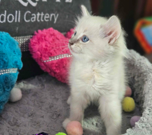 male 
 blue mitted lynx