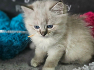 female 
 seal mitted lynx