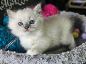 male 
blue mitted