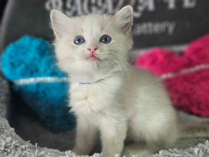 female 
 seal bicolour  lynx